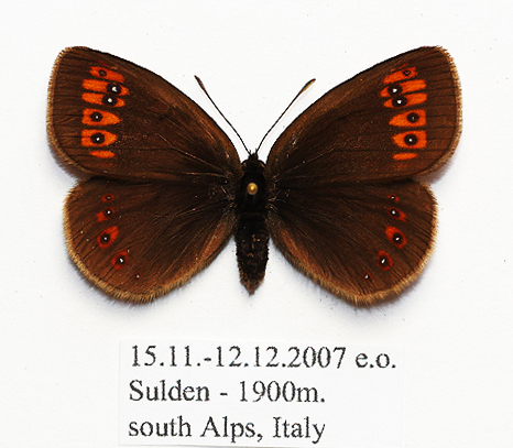 erebia-alberganus