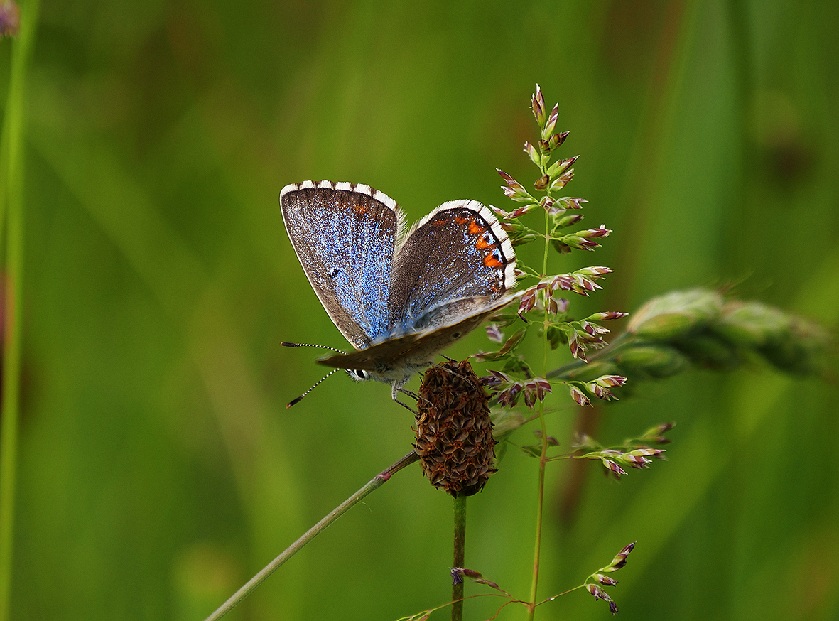 bellargus