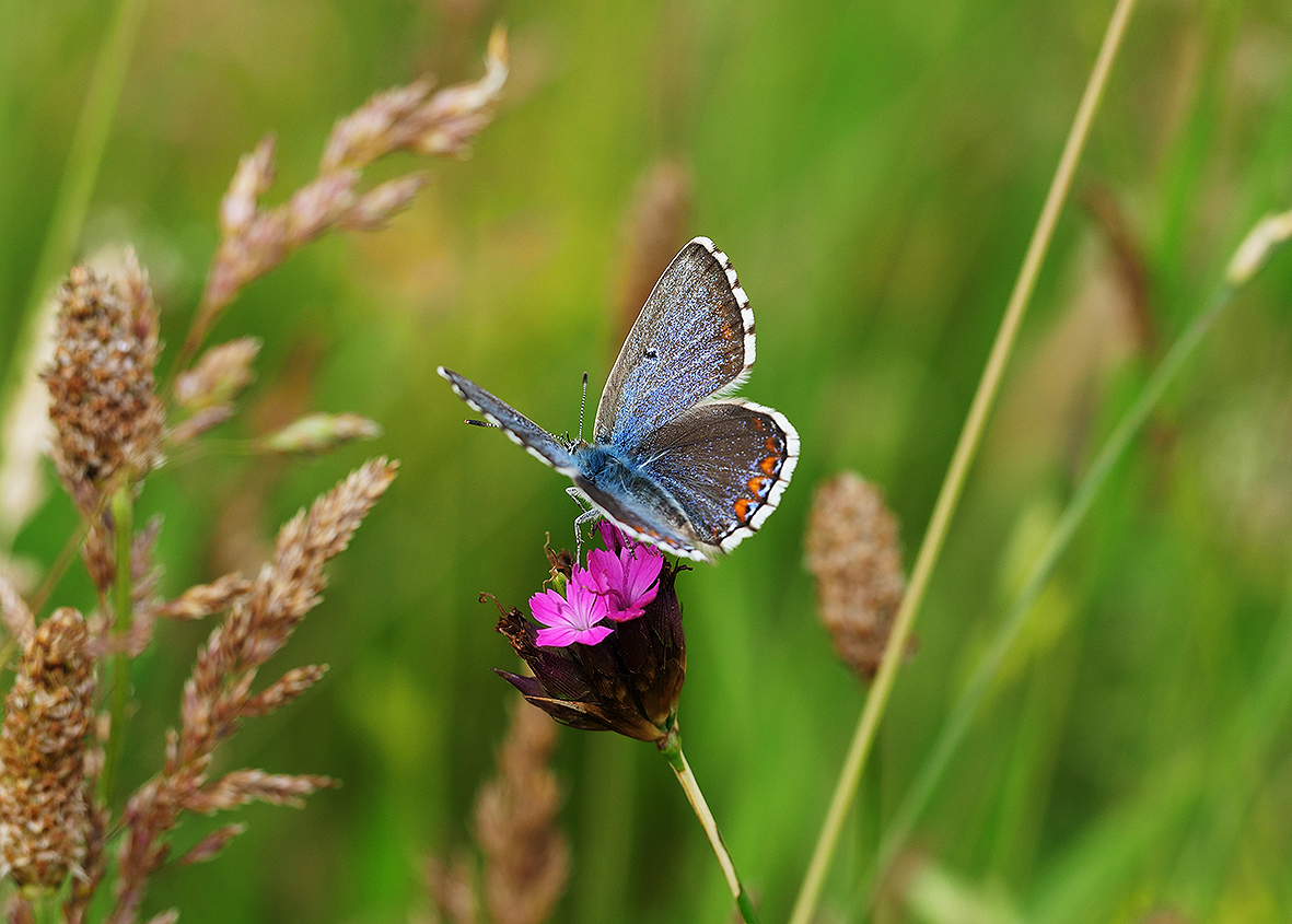 bellargus