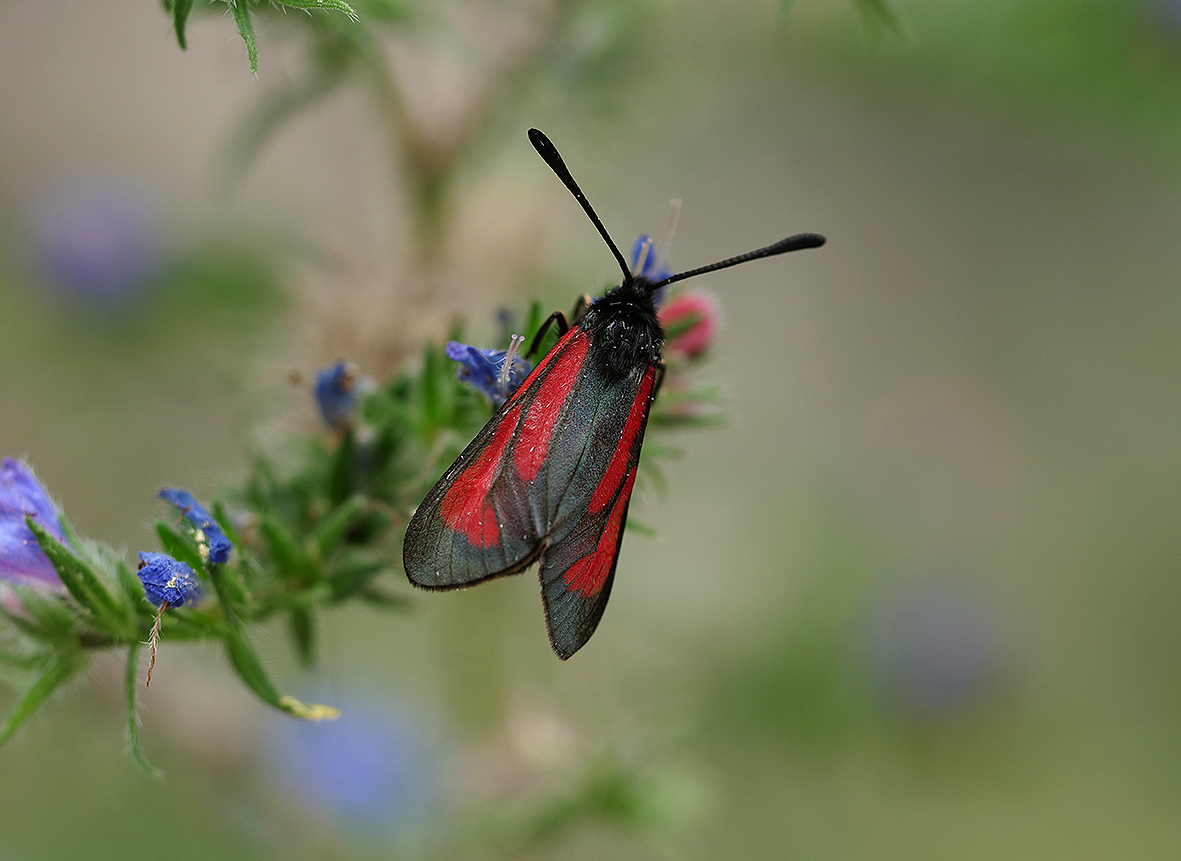 zygaena-brizae