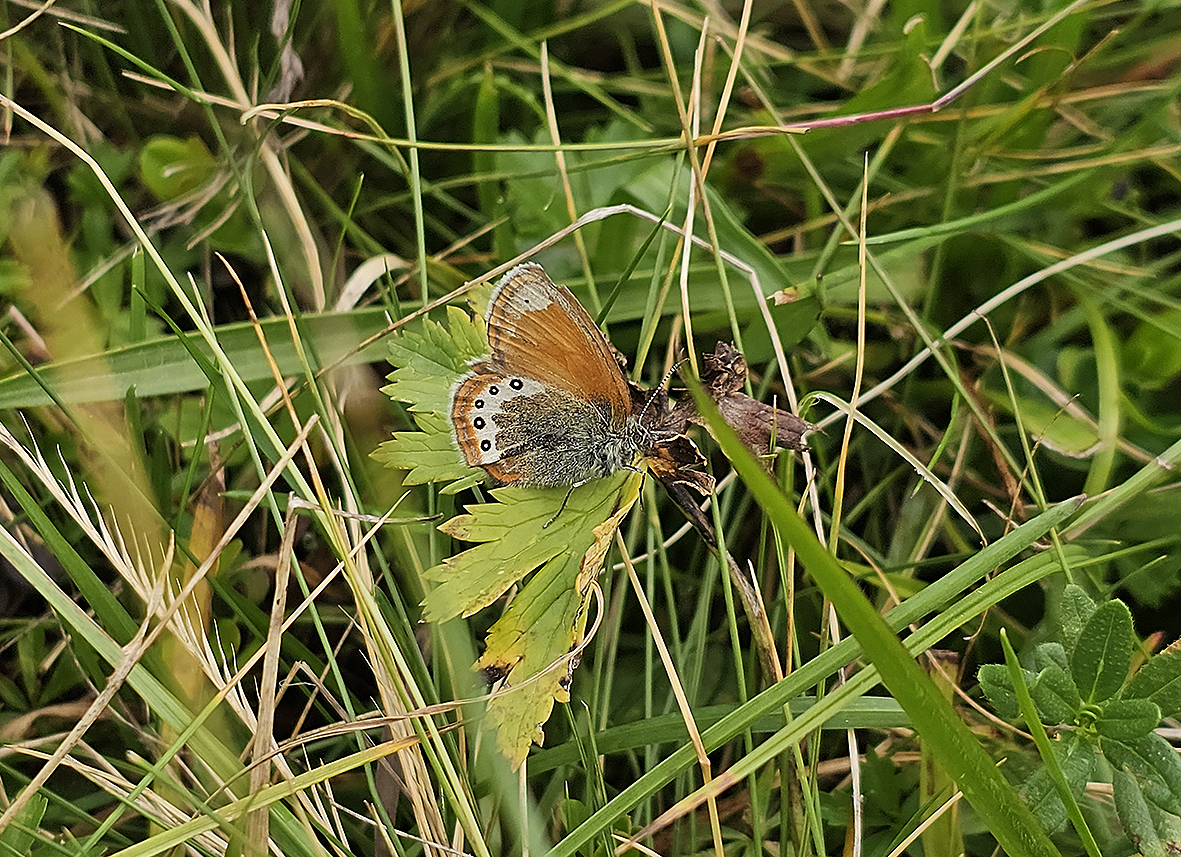 coenonympha-gardetta