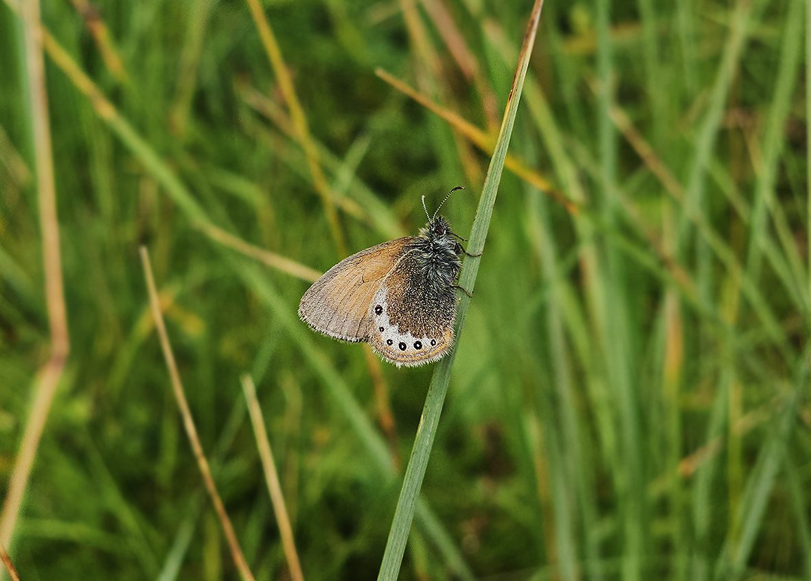 coenonympha-gardetta