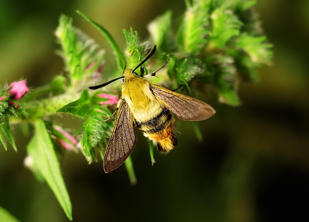 hemaris-tityus